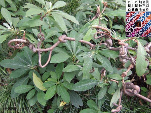 結香花,白花樹(shù)