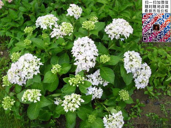 八仙花多少錢(qián) 八仙花多少錢(qián)