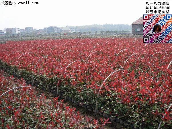 紅葉石楠--長(cháng)景園林