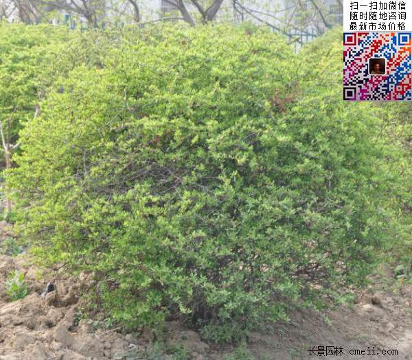 火棘--長(cháng)景園林 火棘--長(cháng)景園林