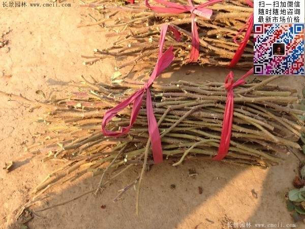 玫瑰多少錢(qián)一棵