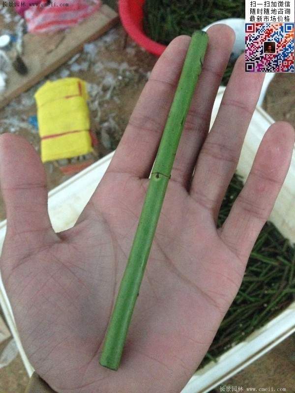 玫瑰多少錢(qián)一棵