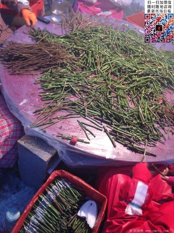 玫瑰多少錢(qián)一棵