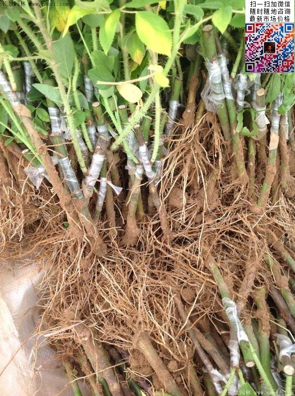 玫瑰多少錢(qián)一棵