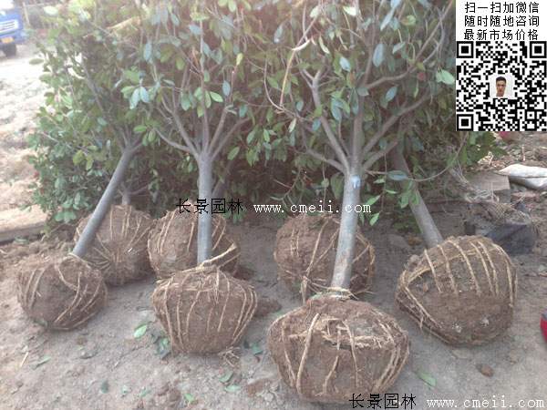 紅葉石楠球--長(cháng)景園林 紅葉石楠球--長(cháng)景園林