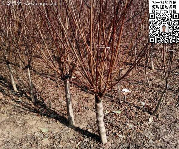 榆葉梅樹(shù)苗 榆葉梅樹(shù)苗