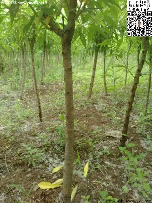 桃樹(shù) 桃樹(shù)