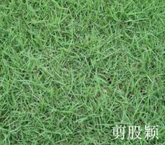 剪股穎 剪股穎