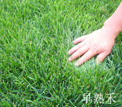 早熟禾 早熟禾