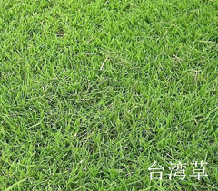 臺灣草四季青草坪 臺灣草四季青草坪