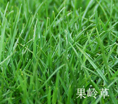 果嶺草 果嶺草