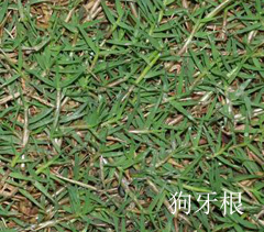狗牙根 狗牙根