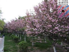 櫻花樹(shù)多少錢(qián)一棵？