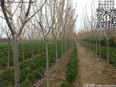 5~7~10~15公分櫻花樹(shù)價(jià)格_報價(jià)