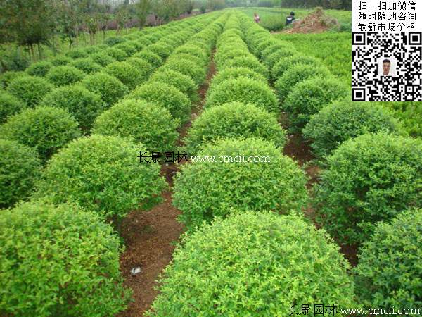 180~200公分小葉女貞球價(jià)格_報價(jià) 180~200公分小葉女貞球價(jià)格_報價(jià)