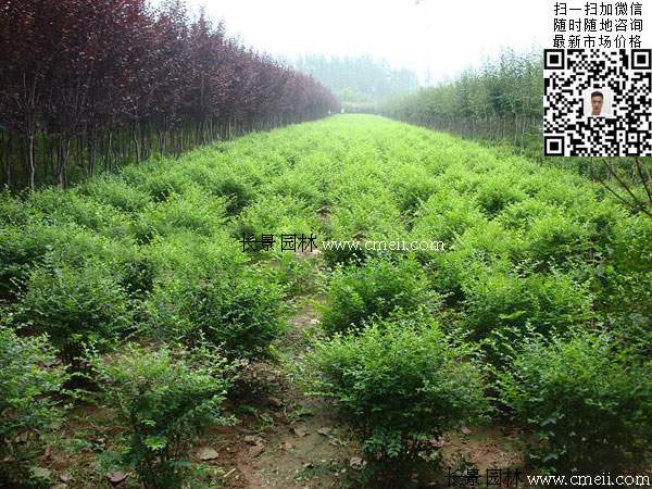 小葉女貞球最新價(jià)格_報價(jià)信息 小葉女貞球最新價(jià)格_報價(jià)信息