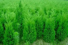 60~70~80~90公分小龍柏價(jià)格_報價(jià)