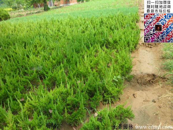 長(cháng)景園林苗圃的小龍柏 長(cháng)景園林苗圃的小龍柏