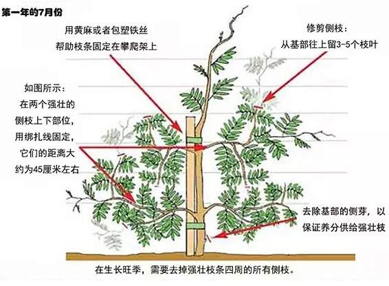 如何修剪紫藤讓其長(cháng)成自己想要的造型