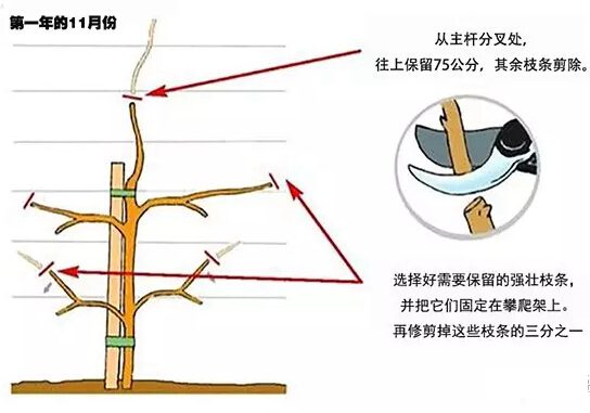 如何修剪紫藤讓其長(cháng)成自己想要的造型