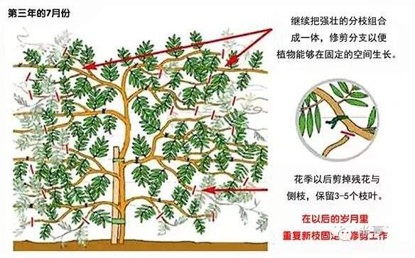 如何修剪紫藤讓其長(cháng)成自己想要的造型