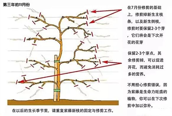 如何修剪紫藤讓其長(cháng)成自己想要的造型