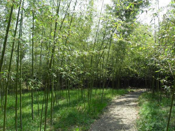 早園竹報價(jià)價(jià)格 早園竹報價(jià)價(jià)格