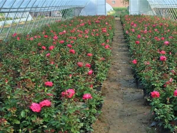 月季花銷(xiāo)售_月季花多少錢(qián)_月季花購買(mǎi) 月季花銷(xiāo)售_月季花多少錢(qián)_月季花購買(mǎi)