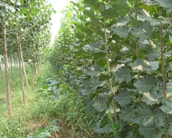 107楊樹(shù)苗的價(jià)格 107楊樹(shù)苗的價(jià)格