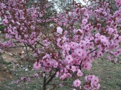 哪里有櫻花樹(shù)賣(mài)_櫻花樹(shù)多少錢(qián)一棵