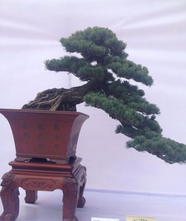 大阪松和五針松的特點(diǎn)簡(jiǎn)介以及如何區分