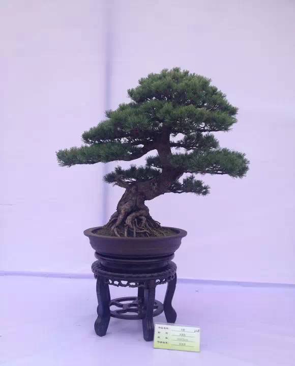 大阪松和五針松的特點(diǎn)簡(jiǎn)介以及如何區分