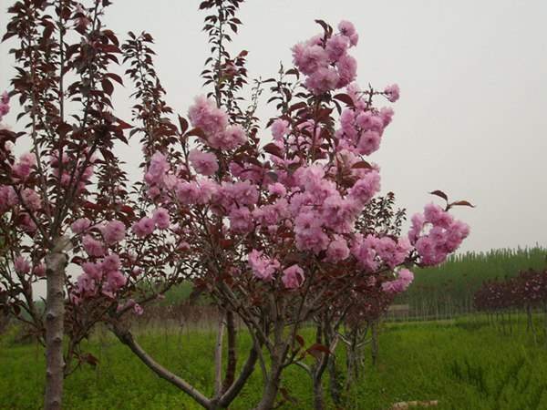 園林景觀(guān)苗木種類(lèi)——孤植樹(shù)