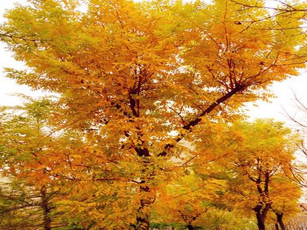 園林景觀(guān)苗木種類(lèi)——孤植樹(shù)