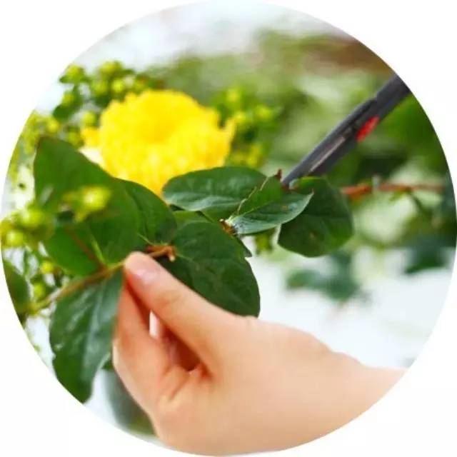 花卉修剪十大技巧,養花人必學(xué)!