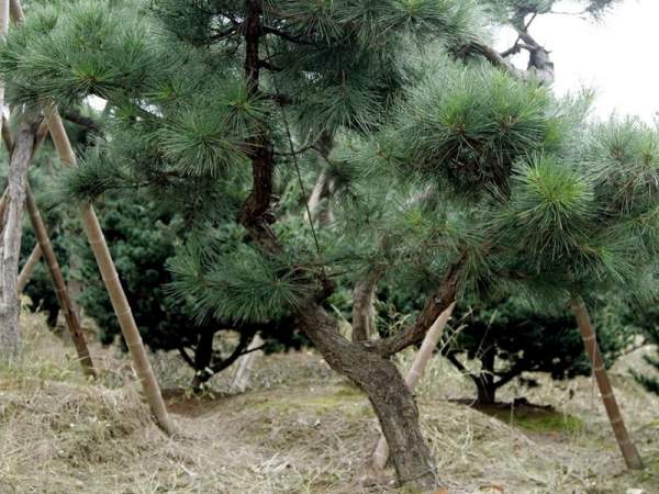 造型黑松樹(shù)哪里便宜？哪家的質(zhì)量好？