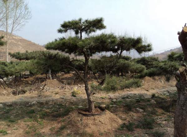 造型黑松樹(shù)哪里便宜？哪家的質(zhì)量好？