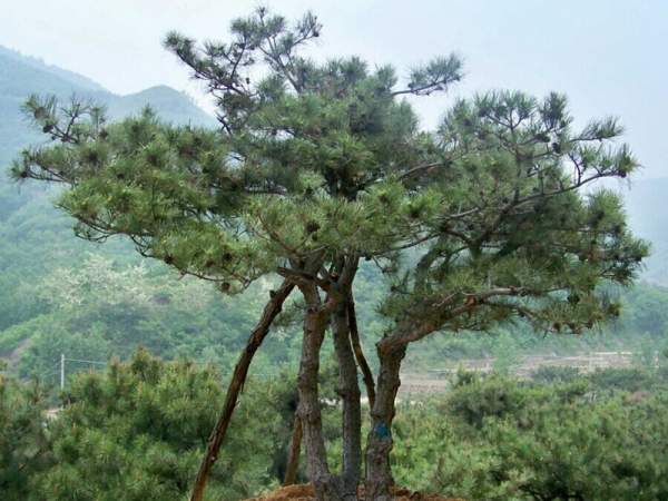 黑松樹(shù)造型景觀(guān)欣賞