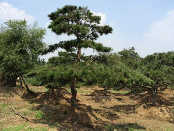 黑松樹(shù)造型景觀(guān)欣賞