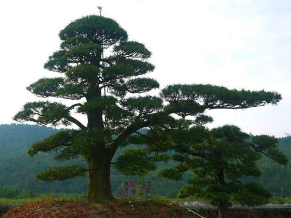 黑松樹(shù)造型景觀(guān)欣賞