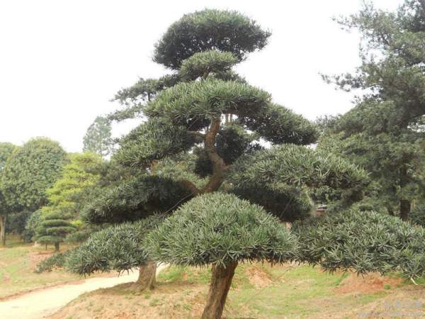 黑松樹(shù)造型景觀(guān)欣賞