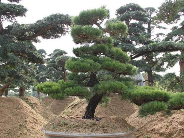 黑松樹(shù)造型景觀(guān)欣賞