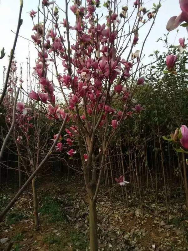 紫玉蘭開(kāi)花圖片 紫玉蘭開(kāi)花圖片