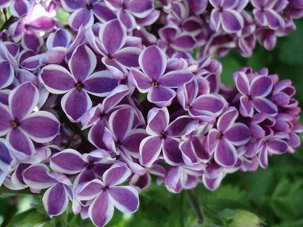 丁香花的花語(yǔ)是什么?