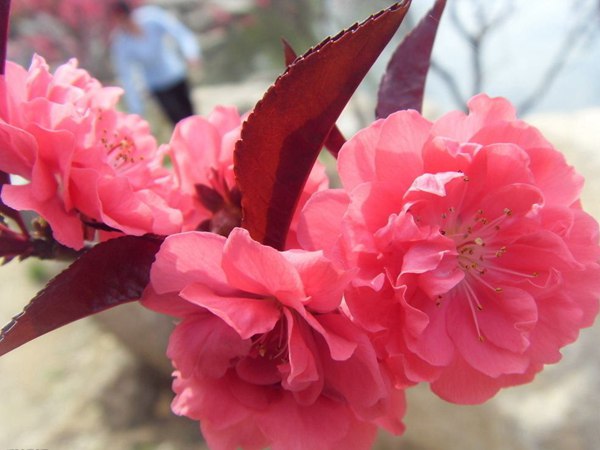 紅葉碧桃花期有多長(cháng),幾月份開(kāi)花?