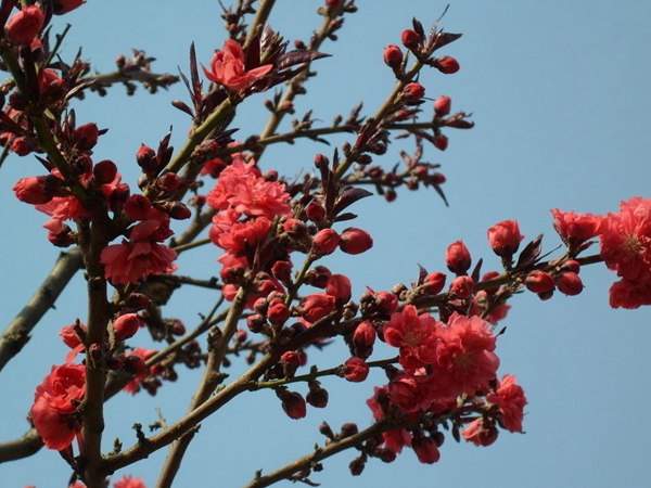 紅葉碧桃花期有多長(cháng),幾月份開(kāi)花?