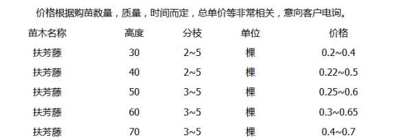 沭陽(yáng)最新的扶芳藤報價(jià)