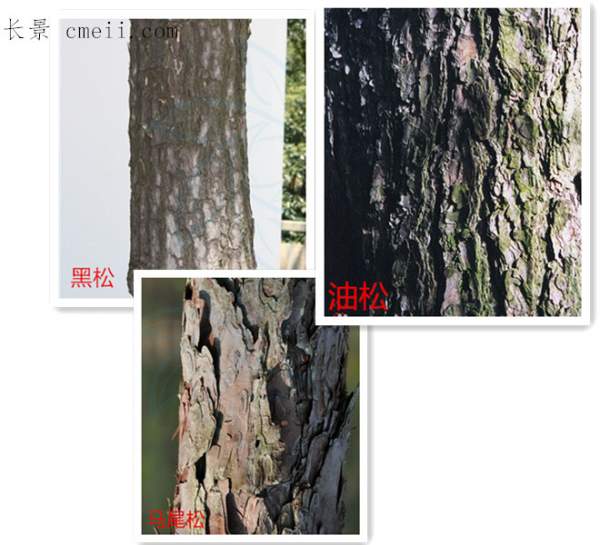 樹(shù)皮區分