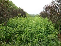 紅瑞木低價(jià)批發(fā)供應