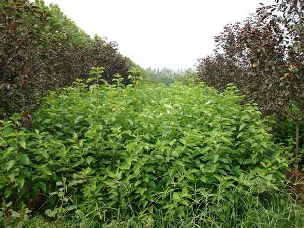 紅瑞木低價(jià)批發(fā)供應